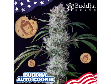 Buddha Seeds Buddha Cookie Auto