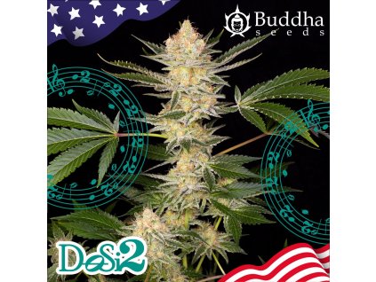 Buddha Seeds Buddha DoSi2