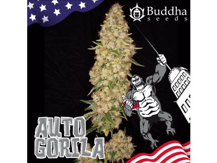 Buddha Seeds Gorila Auto