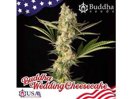 Buddha Seeds Buddha Wedding Cheesecake