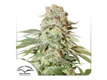 Auto Power Plant Dutch Passion Seed company