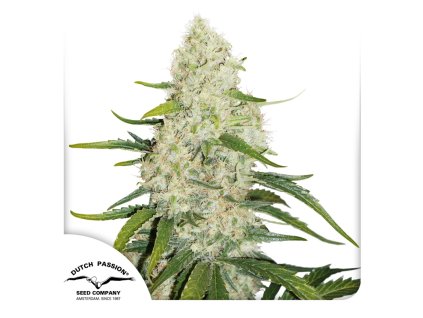 Think Big Dutch Passion Seed company