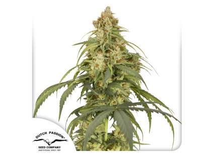 Auto CBD Victory Dutch Passion Seed company