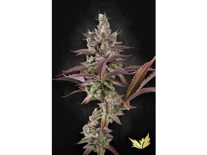 Apricot Candy Paradise Seeds
