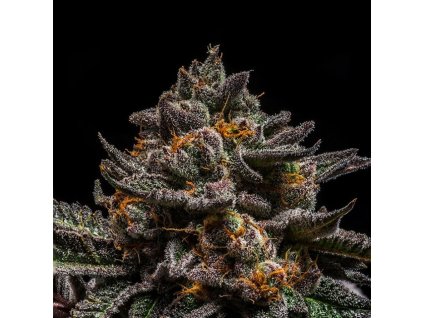 brain cake feminized cannabis seeds