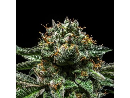 chempie feminized cannabis seeds