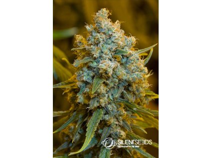 Critical Jack Flower