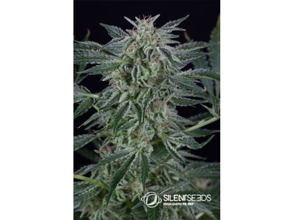 Critical Jack Autoflowering Flower