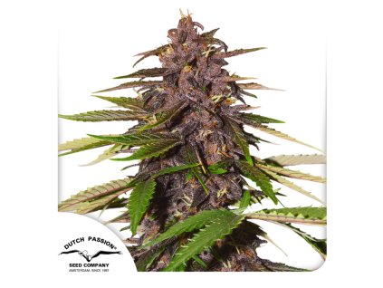 auto forbidden cherry Dutch Passion Seed company
