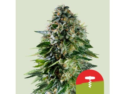 corkscrew automatic (7)