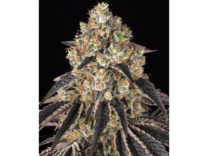 Barney's Farm Black Cherry Gushers