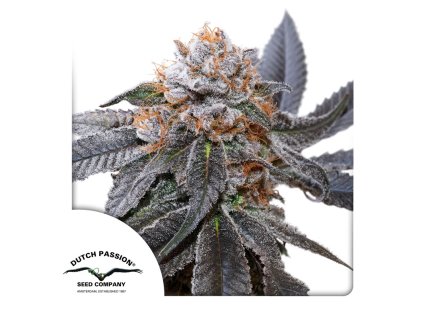Blue Zushi Dutch Passion seed company