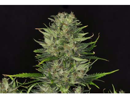 Kannabia Dosidos Auto