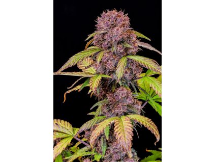 1dd1cca57dfa11accd2fec35ac196ca2