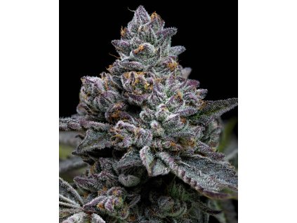 apple fritter 1 180190