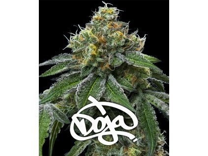 rs11 x banana og circle new 21 561950