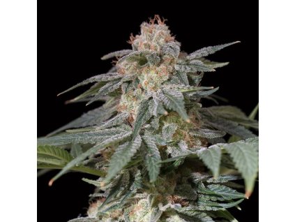 Silent Seeds Lemon Tree FAST