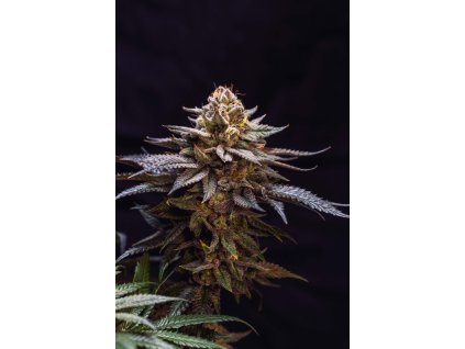 FastBuds Gorilla Melon