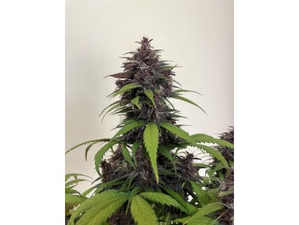 3e11b02ab2886dce628e2dcc4bd2c446