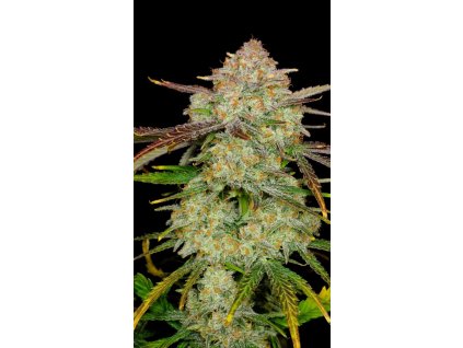 8ed9981ec817e634f2217c338ac79a74