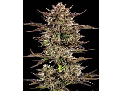 Barney's Farm Frosted Zinn x 3 Bears OG Auto