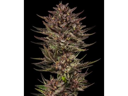 Barney's Farm Frosted Zinn Auto x Cookie Dog Auto