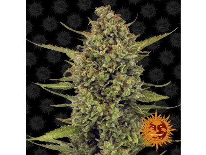 large acapulco gold 1 264531