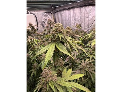 f5204af81bb22beba90a6efaae95b4e4