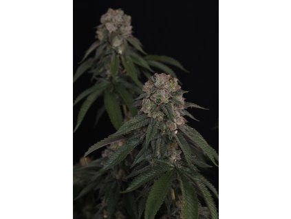 5a5d801a6dda19af65e3290cfc51538c