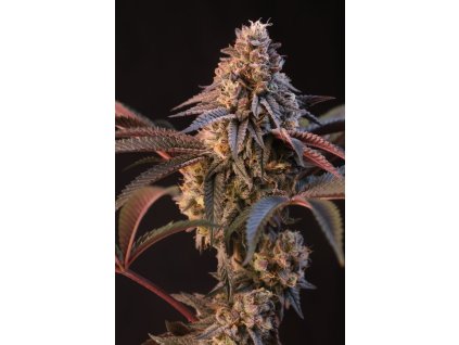 53c3d286c80ba3e040762e7f1f56c358