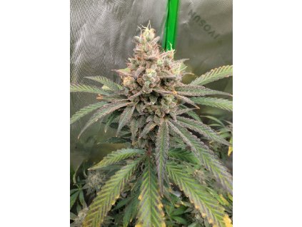 220356ea956fd8d5f28d1c48561786fd