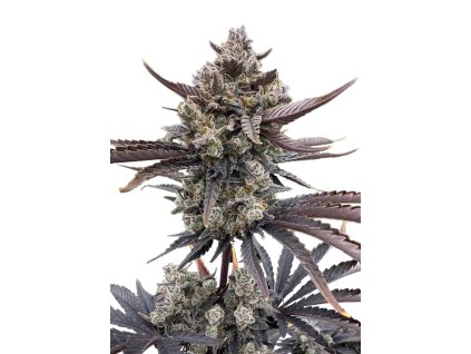 banana purple punch auto rf3