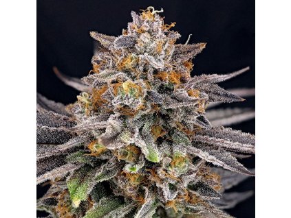Ripper Seeds CandyGaz