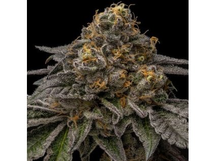 Ripper Seeds Break Pad Breath