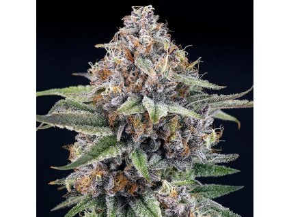 Ripper Seeds Eye Ballz