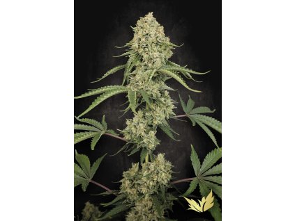 Paradise Tropical Fruit Cake