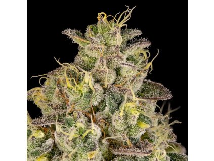 Silent Seeds Peach Cake by Cookies