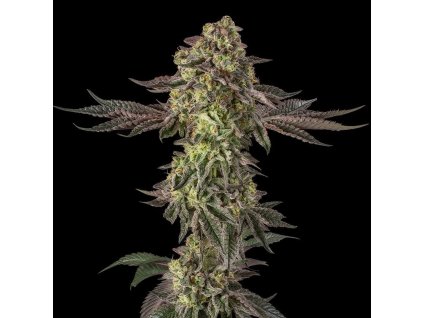 Silent Seeds Sugar Rock by Cookies