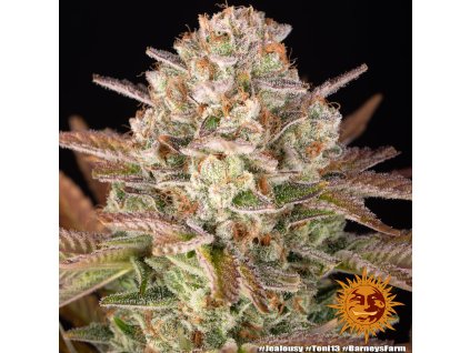 Barney's Farm Jealousy