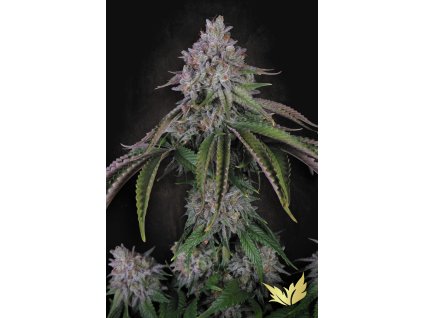 Paradise Velvet Mist