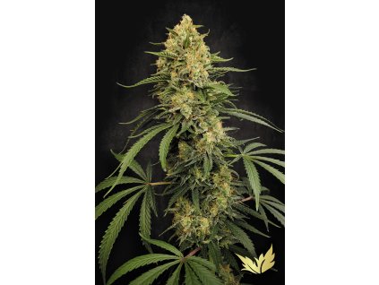 Paradise Zesty Bliss