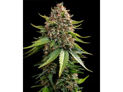 Barney's Farm White Widow XXL Auto