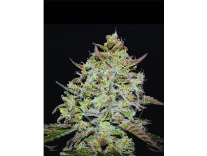 Delicious Lemon Gazzy