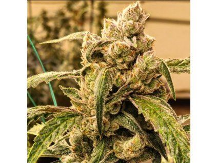Banana Jealousy IBL AUTO