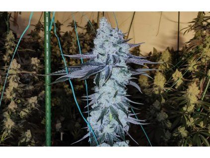 Ethos Genetics All The Sauces R1