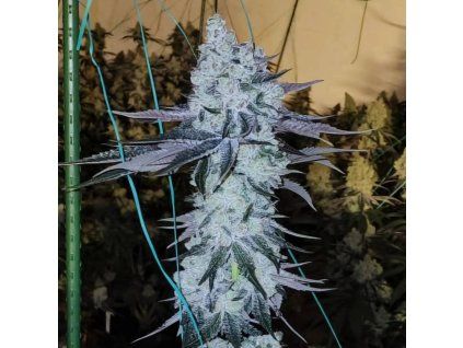 ethos All the Sauses