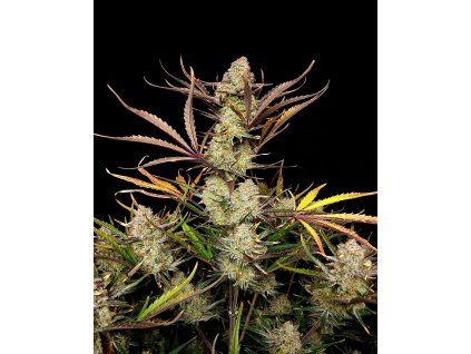 FastBuds Mix Pack Auto RF3