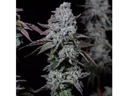 Ethos Genetics Banana Daddy IBL Auto