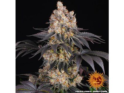gelato 14 873863