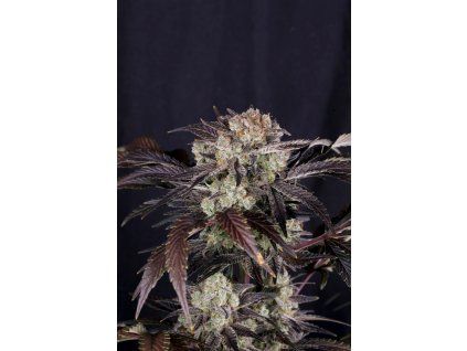 FastBuds Frost Banger F4 Auto